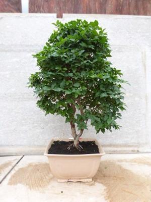 EUGENIA