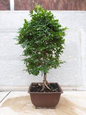 EUGENIA