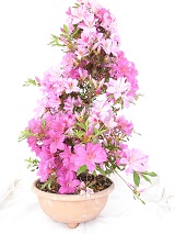 *BONSAI D'EXTERIEUR*
