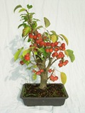 Bonsai d'extrieur