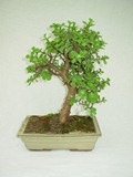 Bonsai d'intrieur