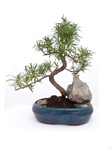 *BONSAI D'INTERIEUR*